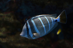 Zebrasoma