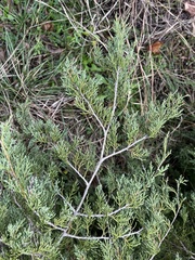 Juniperus ashei