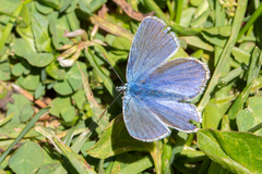 Polyommatus thersites
