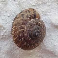 Xerotricha conspurcata