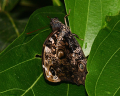 Opsiphanes quiteria