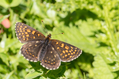 Melitaea diamina