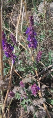 Salvia deserta