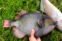 Balistoides viridescens