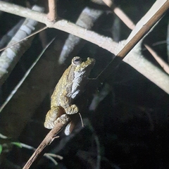 Chiromantis xerampelina