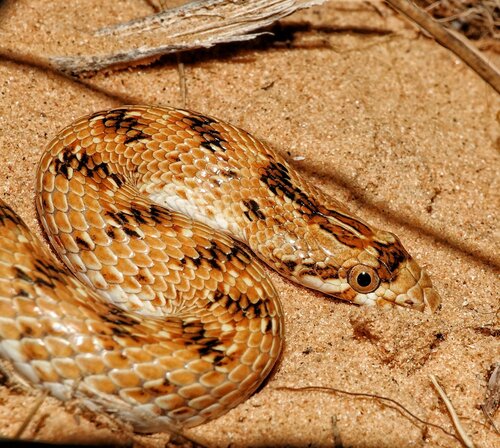 Photo of a Awl-headed Snake (Lytorhynchus diadema)