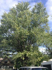Acer saccharinum