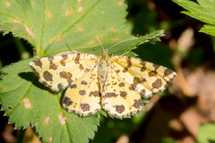 Pseudopanthera macularia