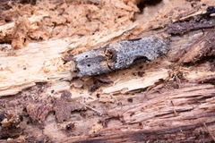 Cryptalaus larvatus larvatus