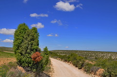 Juniperus oxycedrus oxycedrus