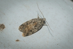 Barea nymphica