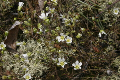 Mononeuria glabra