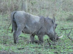 Phacochoerus africanus massaicus