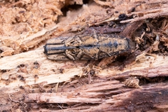 Cryptalaus larvatus larvatus