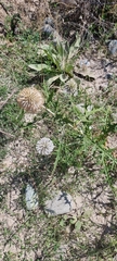 Echinops maracandicus