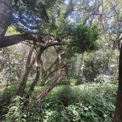 Afrocarpus falcatus