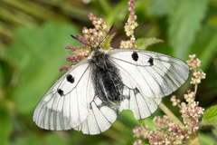 Parnassius mnemosyne