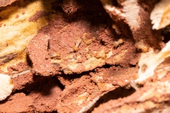 Odontotermes formosanus