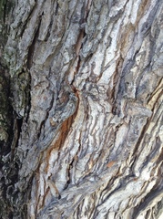 Acer saccharinum