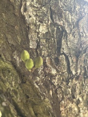 Parmentiera cereifera