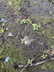 Anodonta californiensis