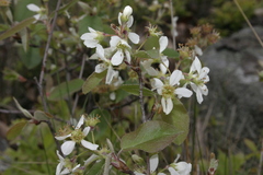 Amelanchier arborea