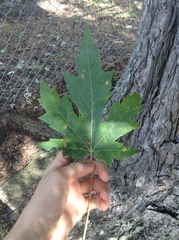 Acer saccharinum