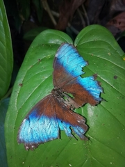 Morpho helenor marinita