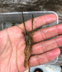 Macrobrachium nipponense