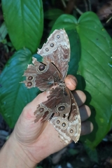 Morpho helenor marinita