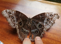 Morpho helenor marinita