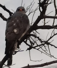 Accipiter ovampensis