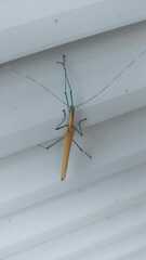 Tithonophasma tithonus