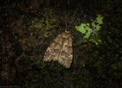 Scaphidriotis xylogramma