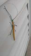 Tithonophasma tithonus