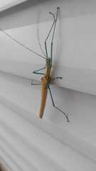 Tithonophasma tithonus