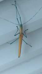 Tithonophasma tithonus