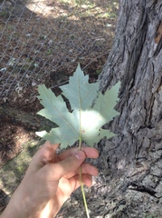 Acer saccharinum