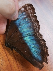 Morpho helenor marinita