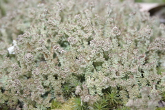 Cladonia squamosa