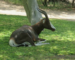 Damaliscus pygargus pygargus