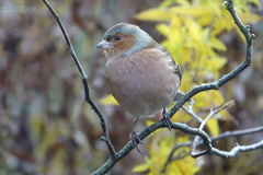 Fringilla coelebs coelebs