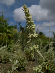 Sideritis ferrensis