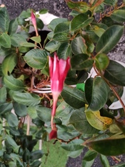 Mandevilla sanderi