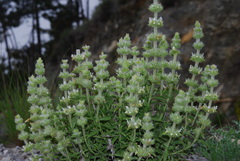Sideritis endressii provincialis