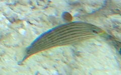 Cheilodipterus artus