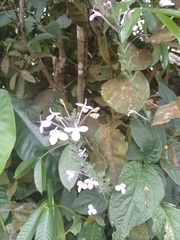 Pseuderanthemum variabile