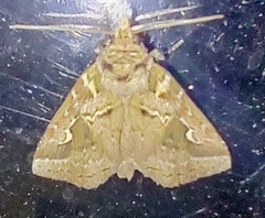 Pyralidae