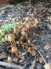 Psathyrella atrospora