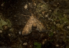 Nacoleia oncophragma
